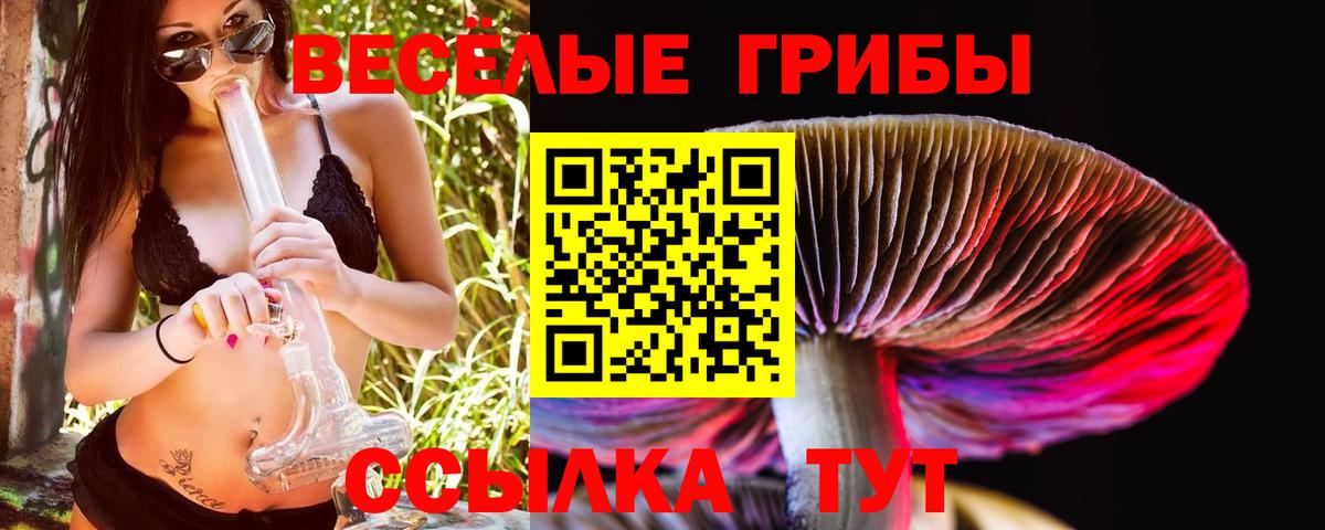 Псилоцибиновые грибы Psilocybe Елабуга
